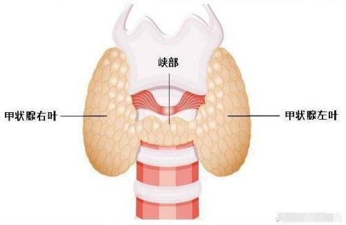 重庆发现身上有甲状腺结节怎么办?
